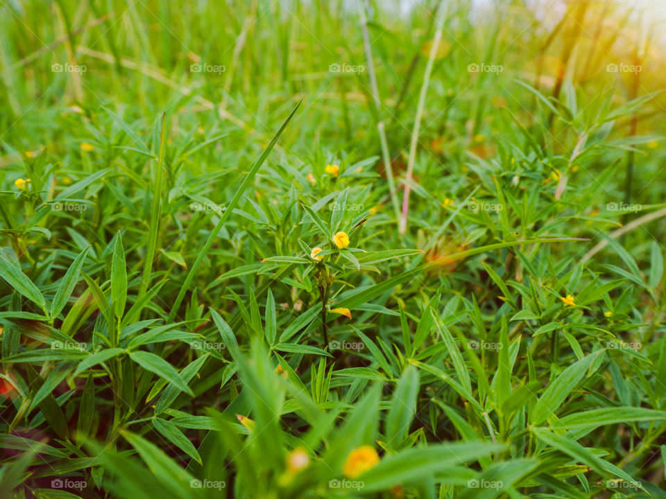 Wild tiny blooming flowers in the morning