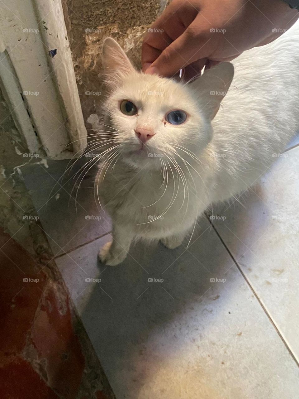 Beautiful white cat looking at my camera