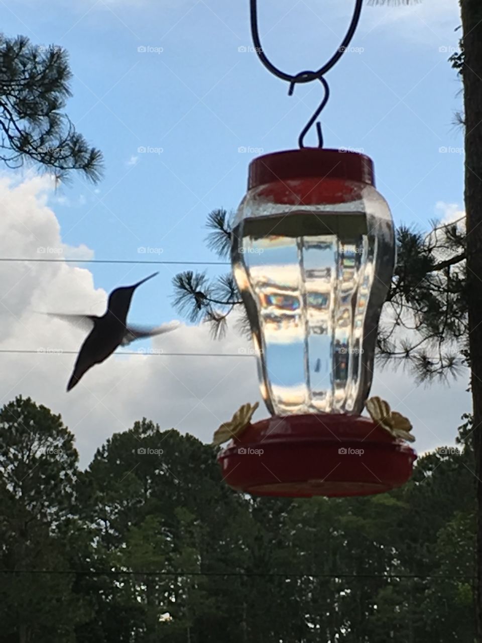 Hummingbird in Flight 