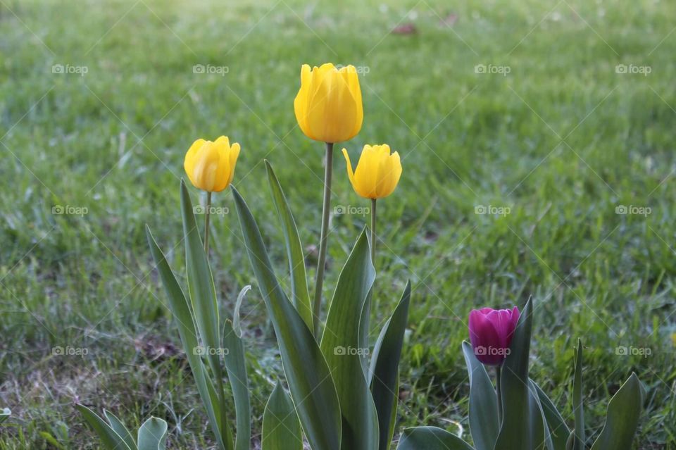 Spring . Blooming tulips 