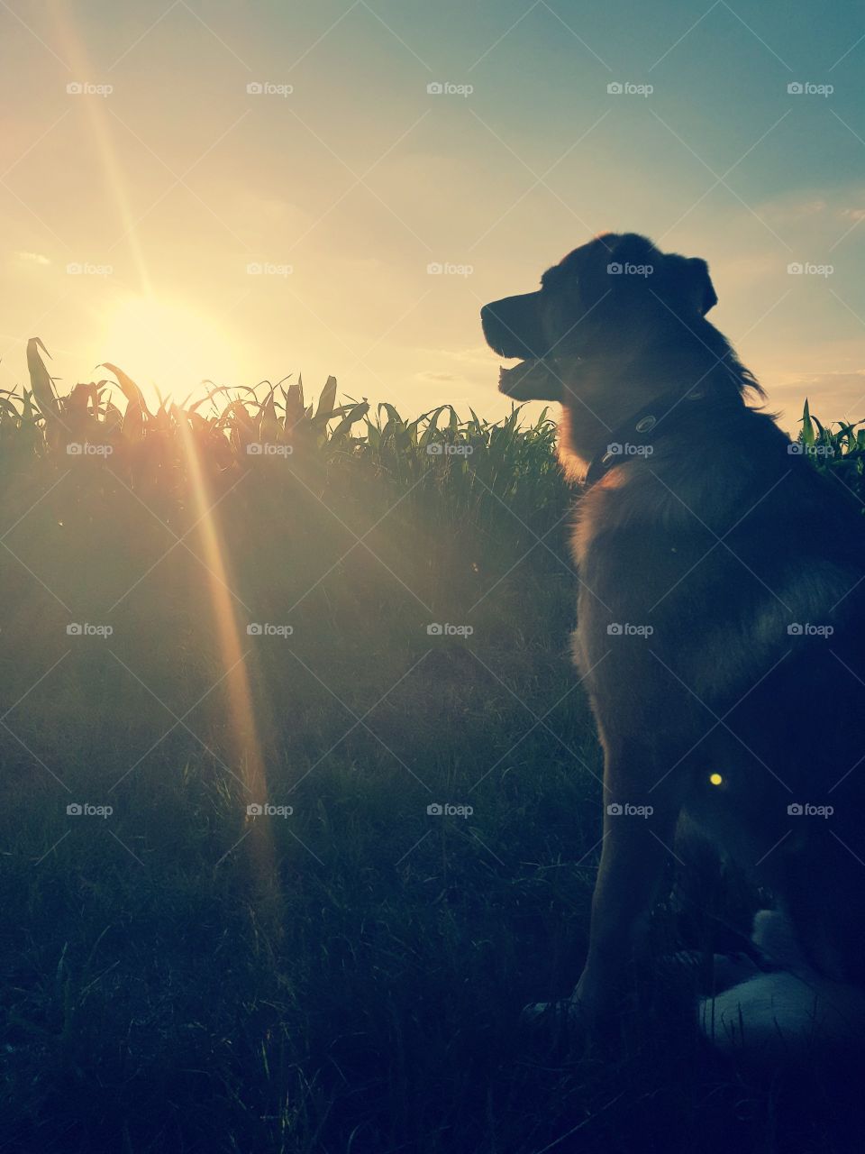 dog is watching the sun