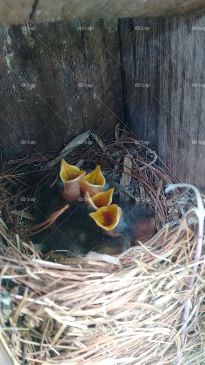 Baby bluebirds in nest