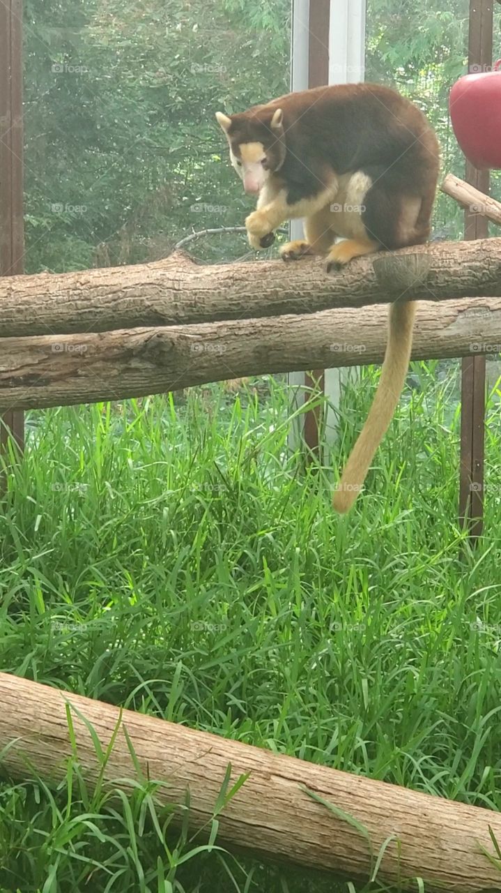 tree kangaroo