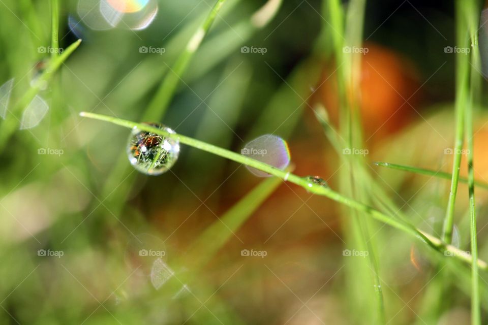 Water drop on a blade of grass