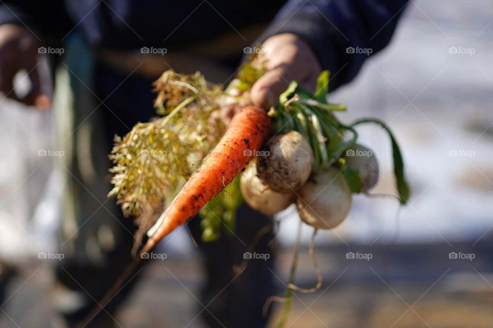 Carrot 