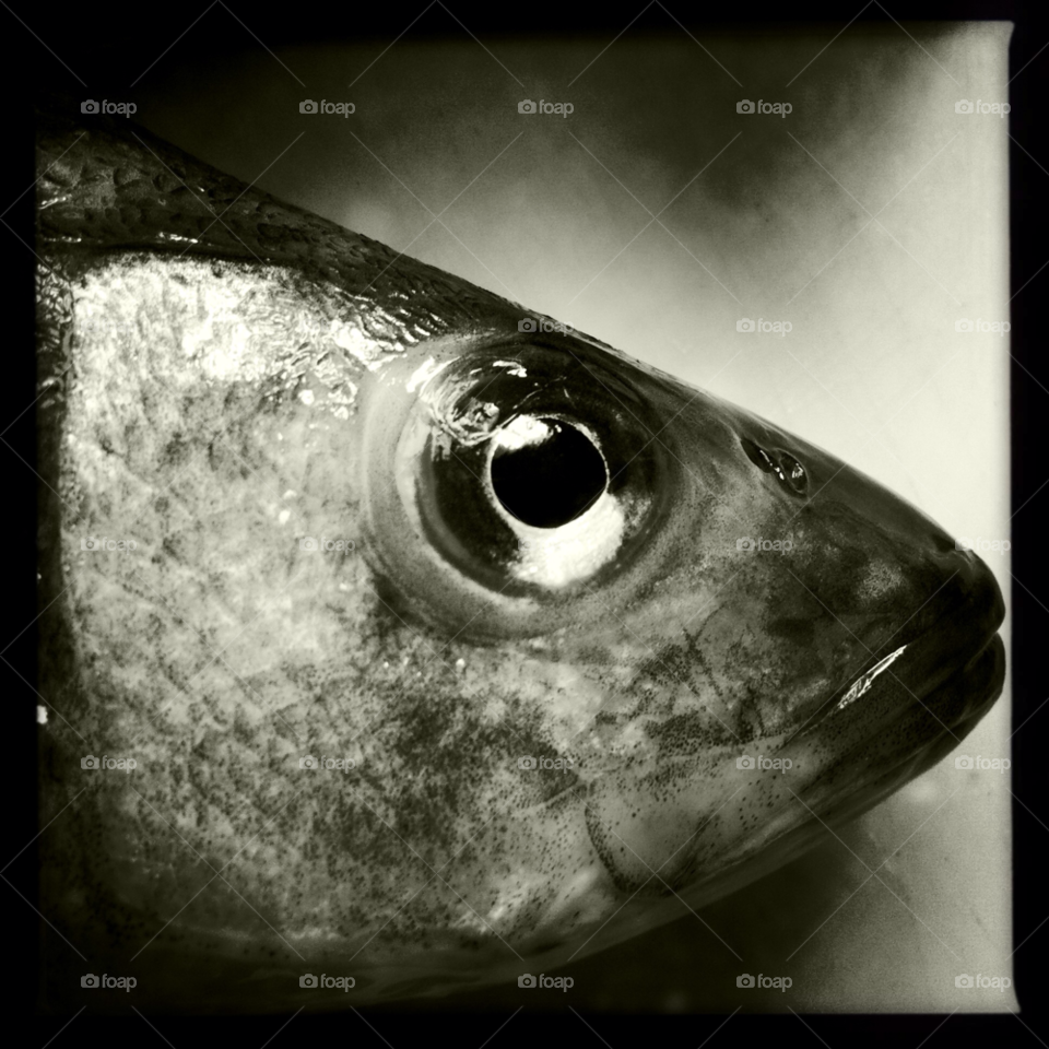 fish hipstamatic supper by entraphy