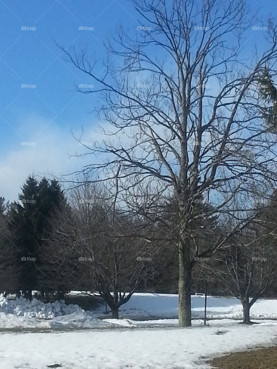 snow in the park