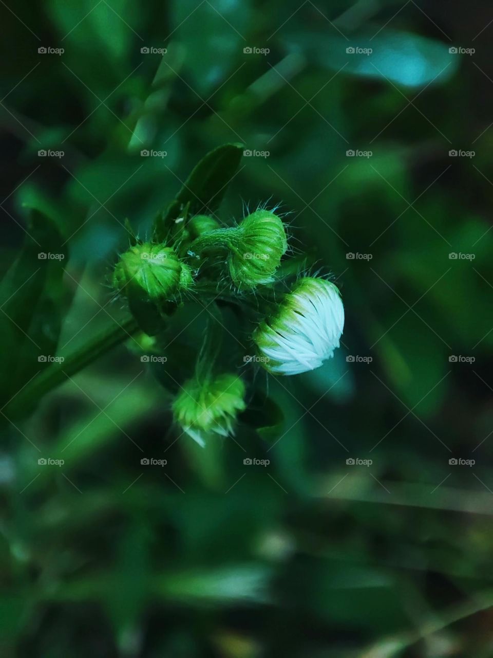 Macro photo of green grass growing in the garden