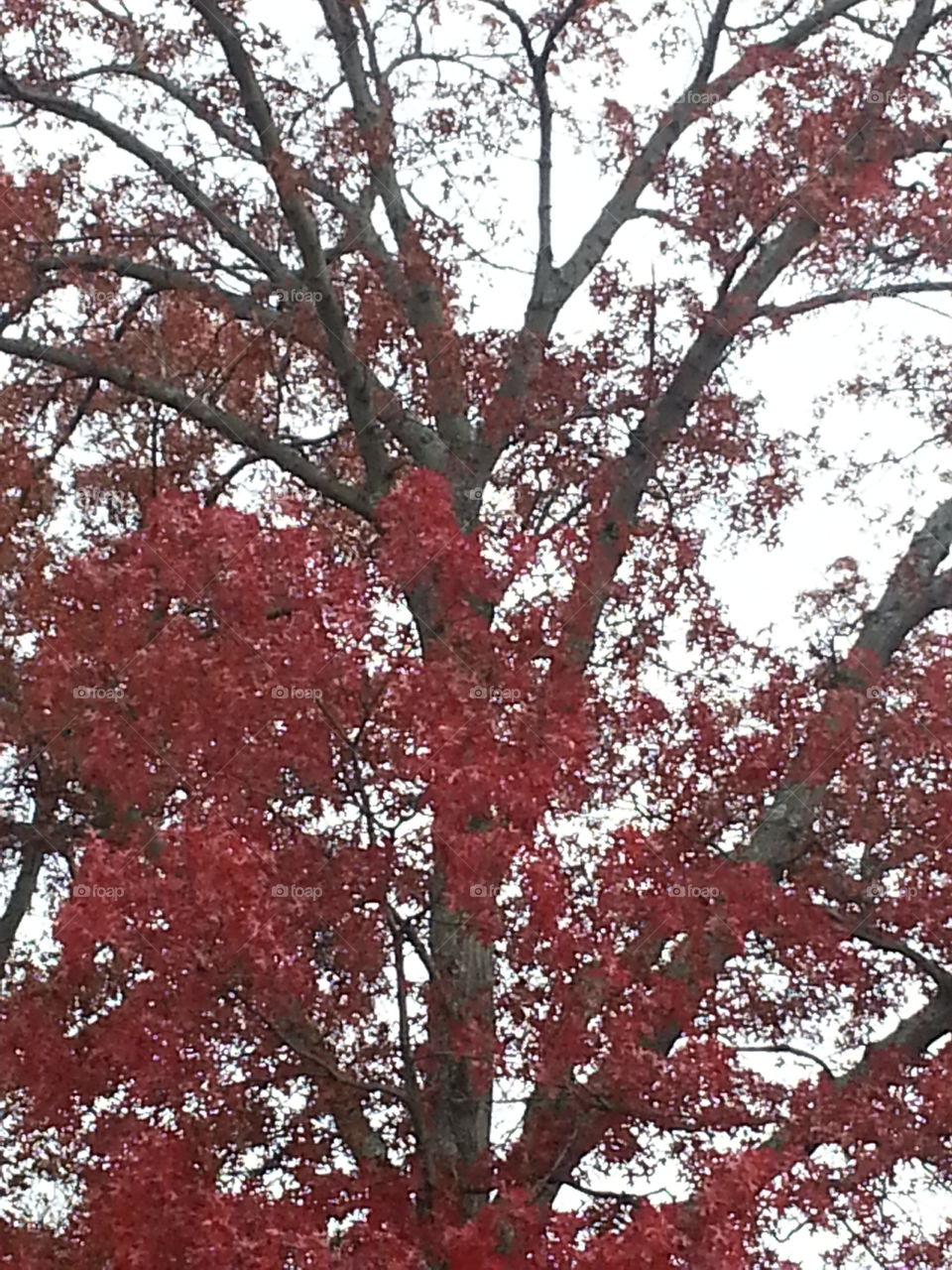 Tree, Park, Leaf, Season, Branch