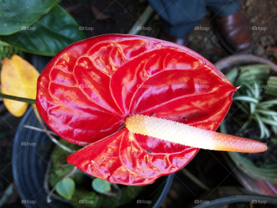 anthurium