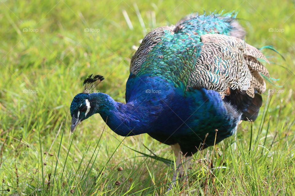 peacock