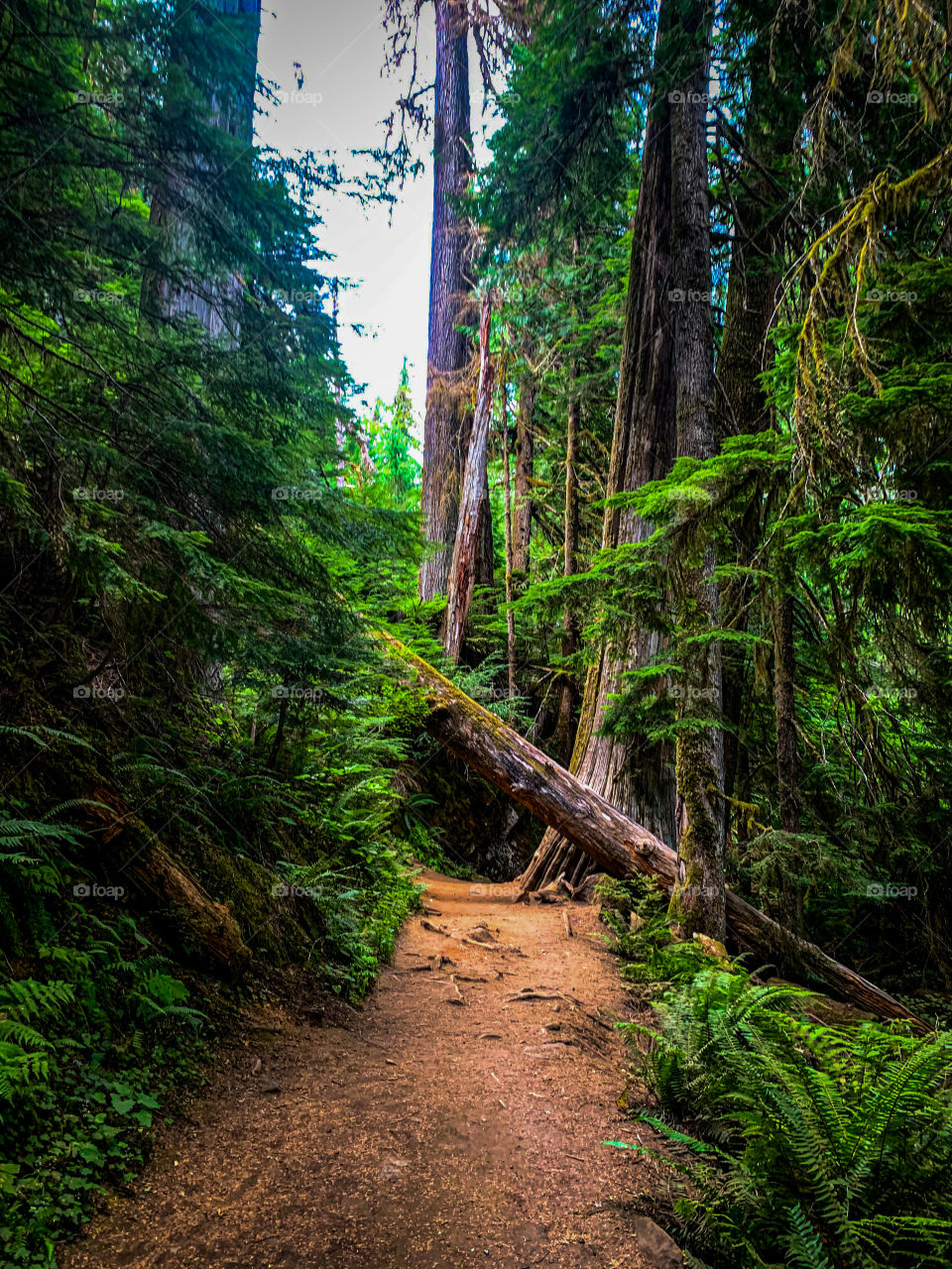 Nature trail at Mt. Rainier national forest 