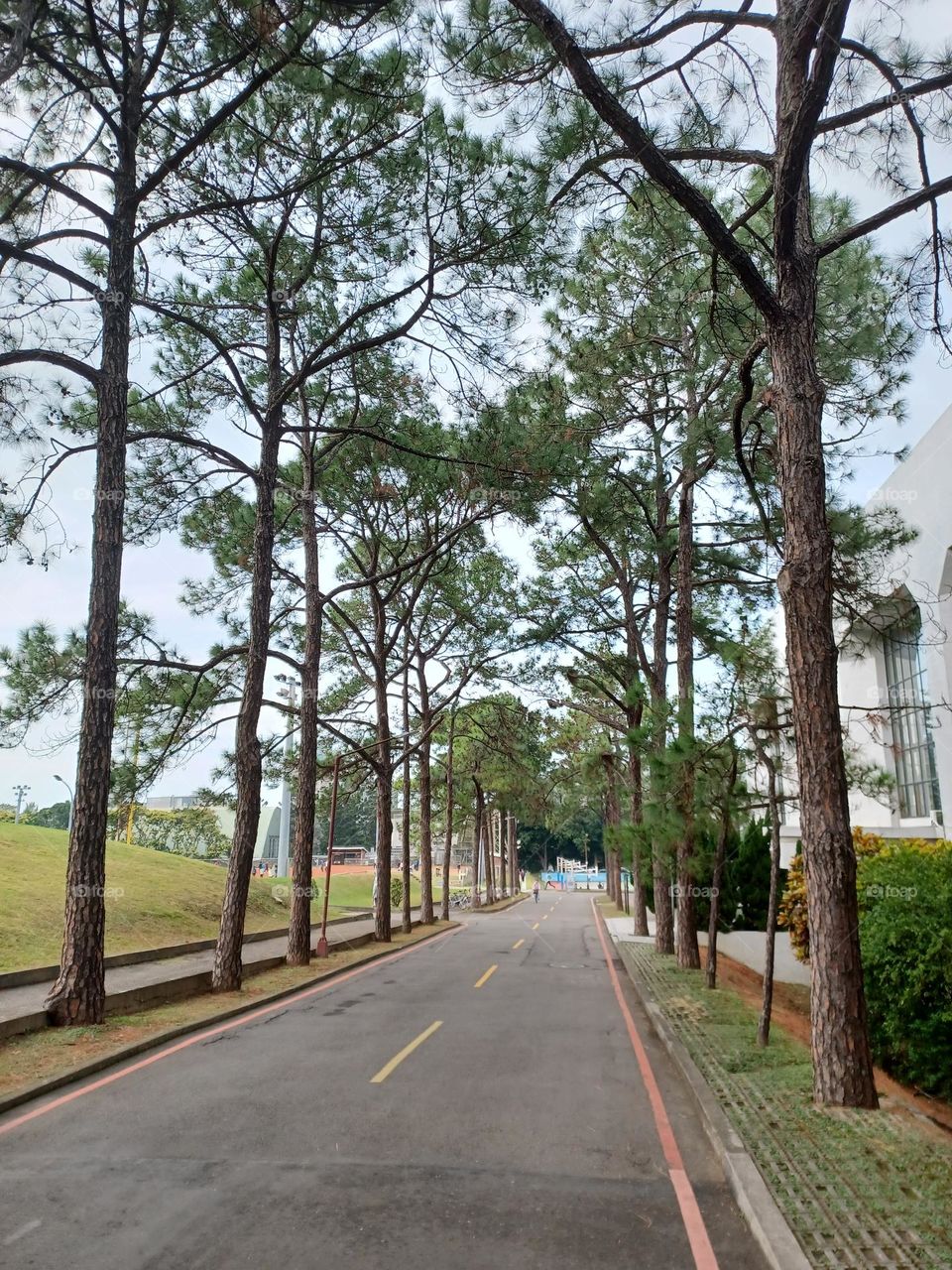 The tranquil road with trees.