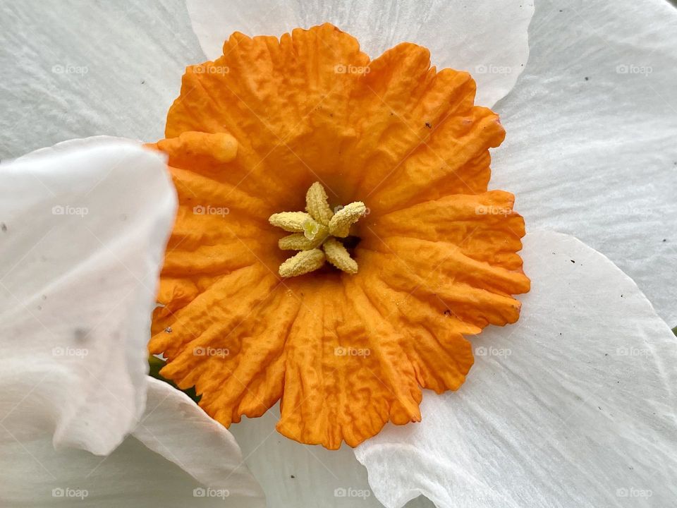 A bright orange and white daffodil 