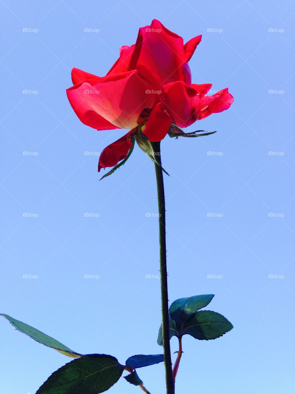 Long stemmed single red rose in full bloom, blue sky is only background! Leaves & thorns grow to add to this flower!