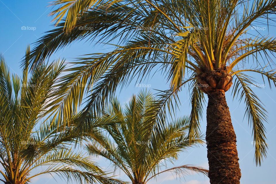 Low angle view of palm tree