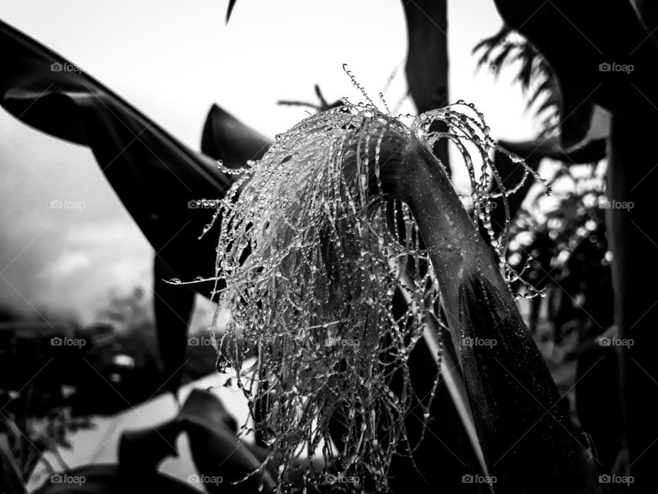 It's Monsoon time in India so that means plenty of sightings related to rainfall. Here is a shot of tiny rain droplets on corn silk.