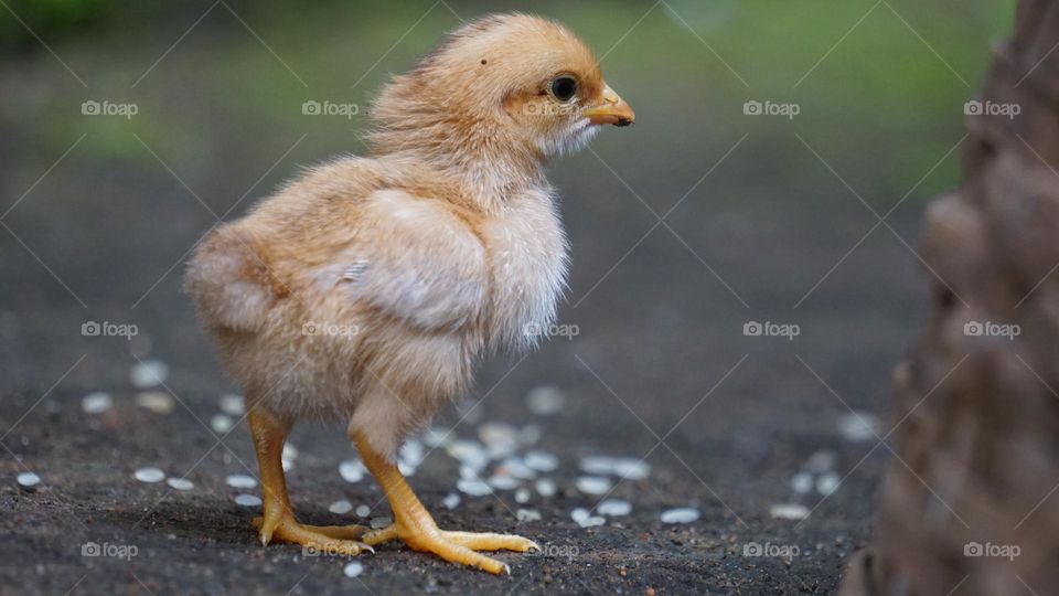 Small chicks