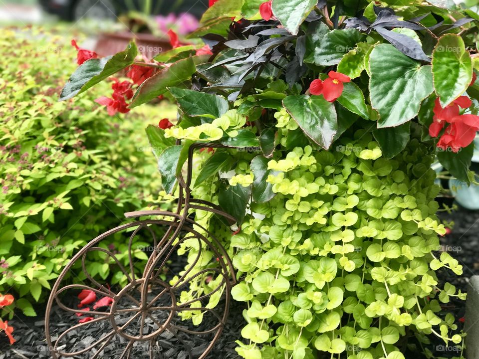 Flowering basket, Wintersville Ohio