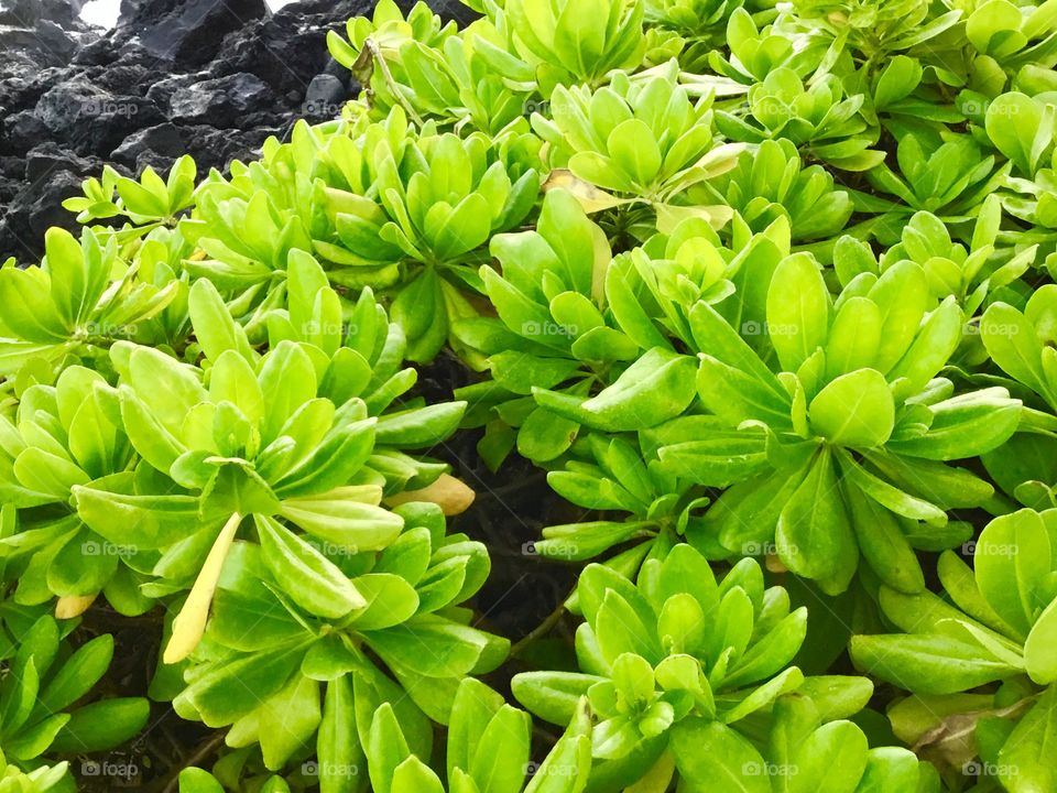 By the sea - sea cabbage