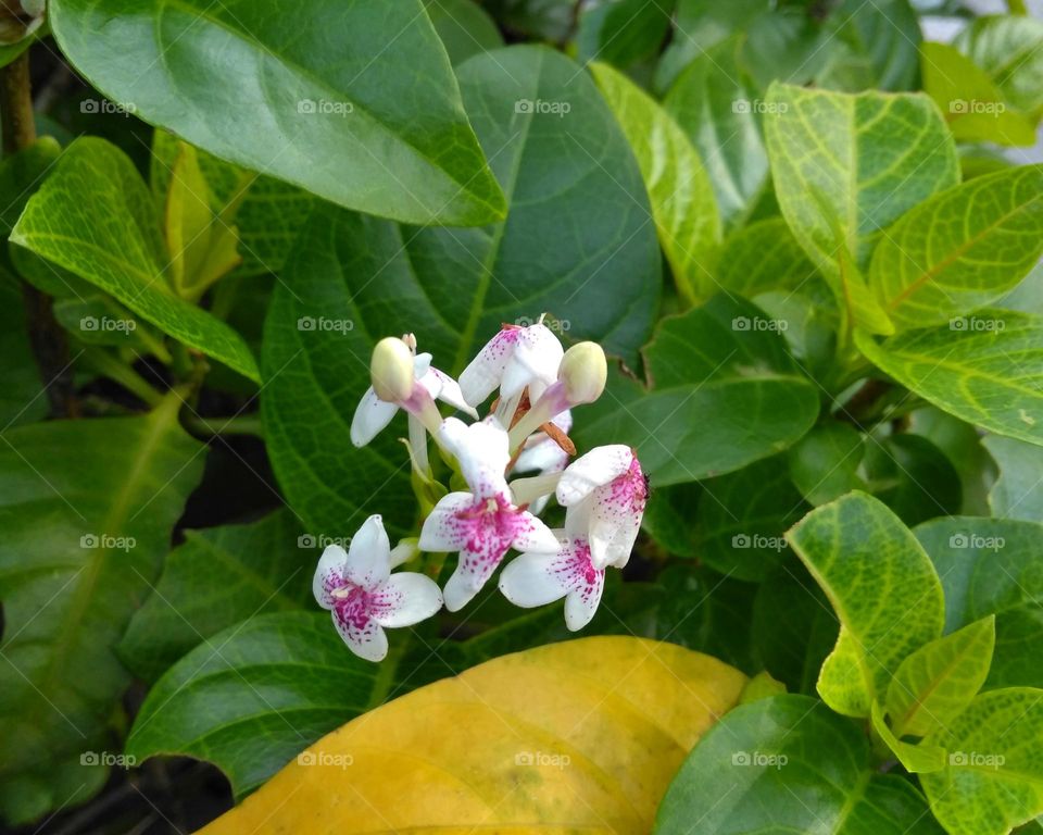 White flower on the yard