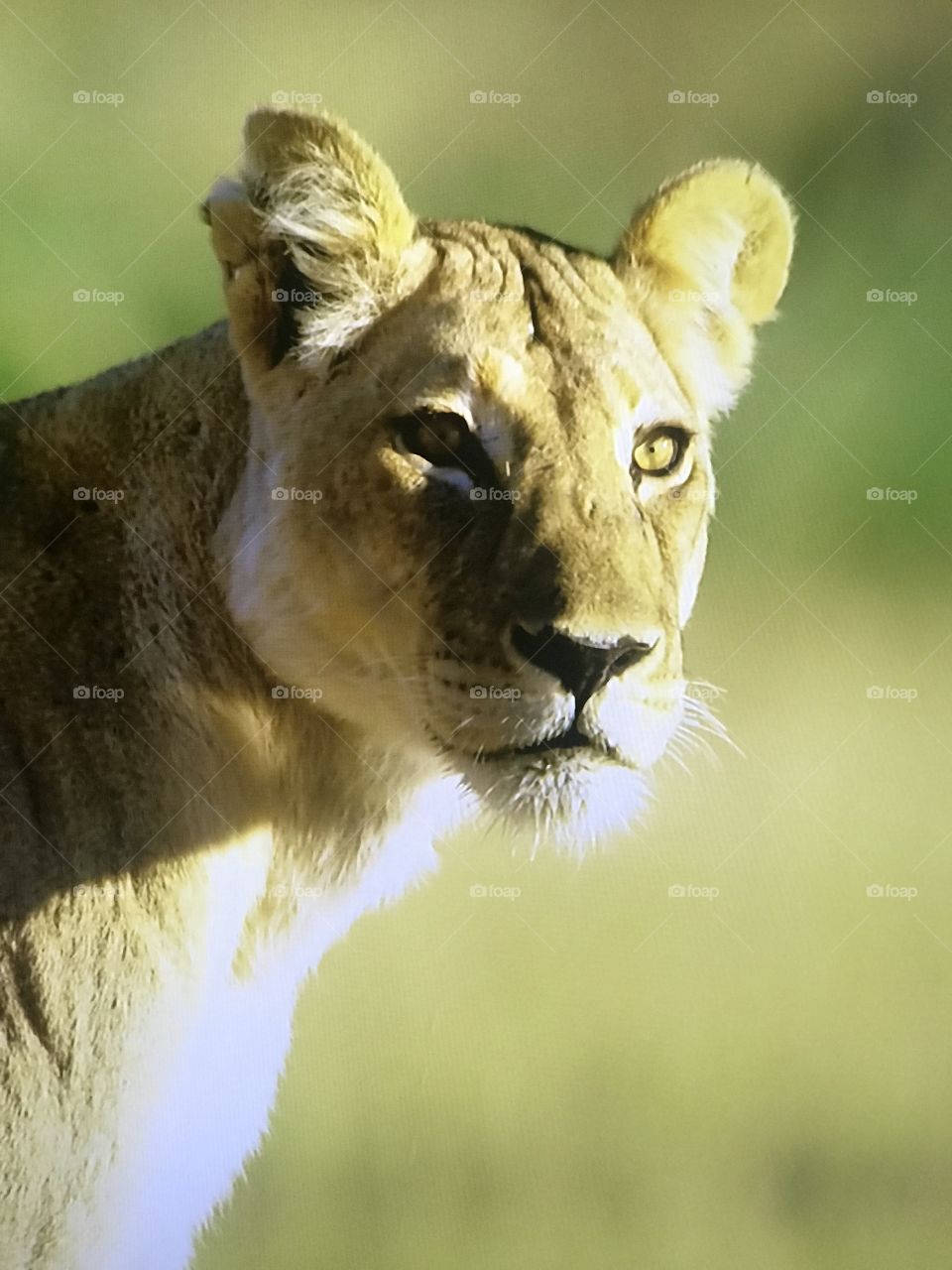 African Lioness