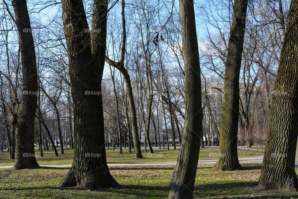 urban plants trees