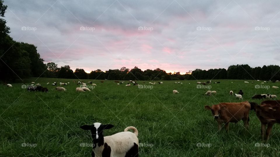 Agriculture, Grass, Cattle, Mammal, Farm