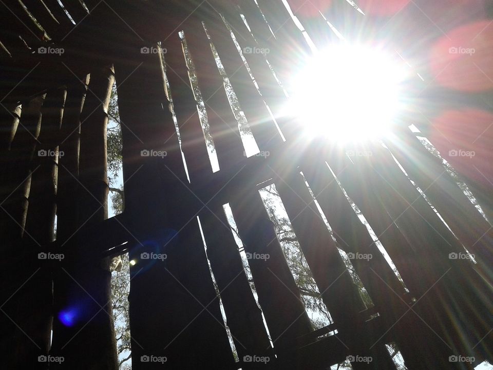 Sunrays on bamboos