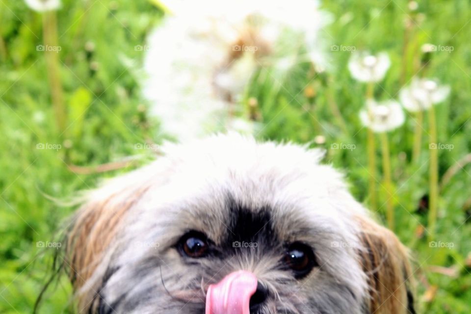 My puppy Mille in a dandelion field