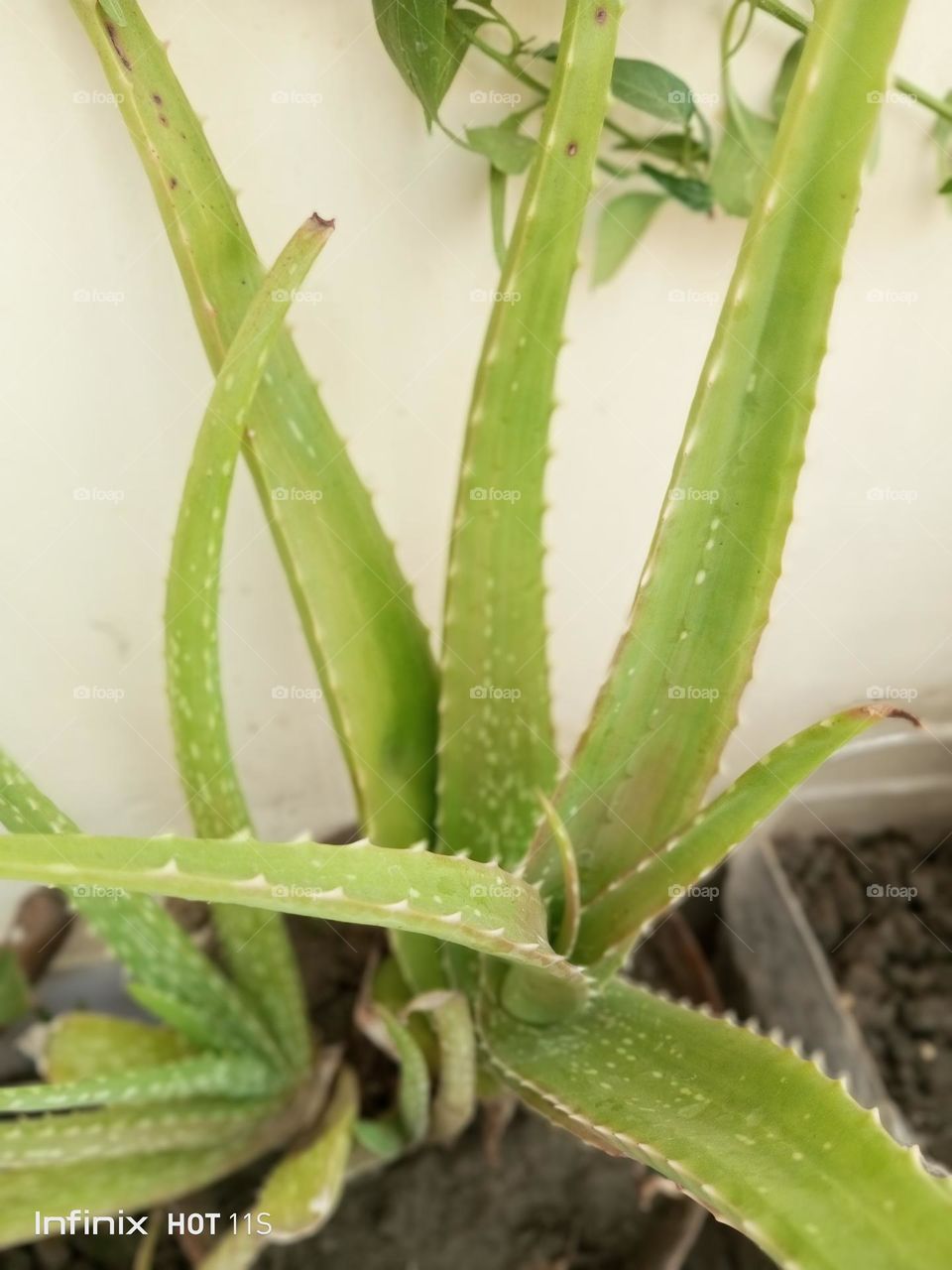 Aloevera