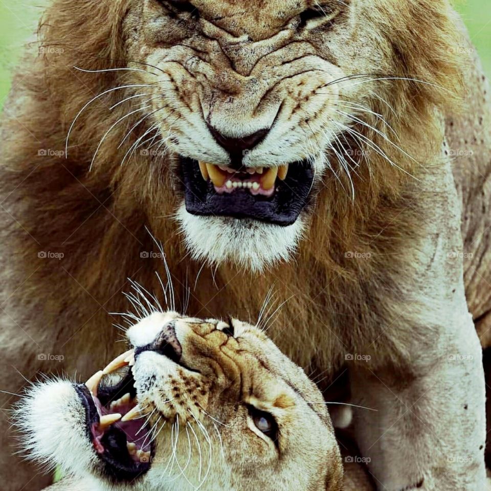 lions in Kenya
