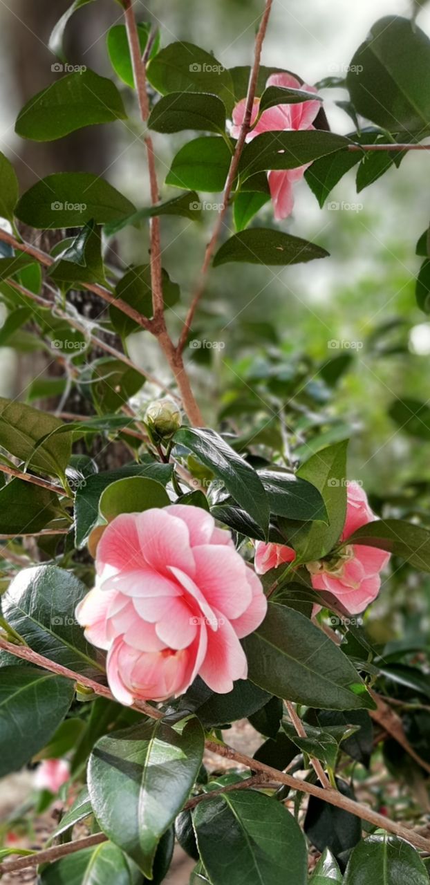pink Camellia