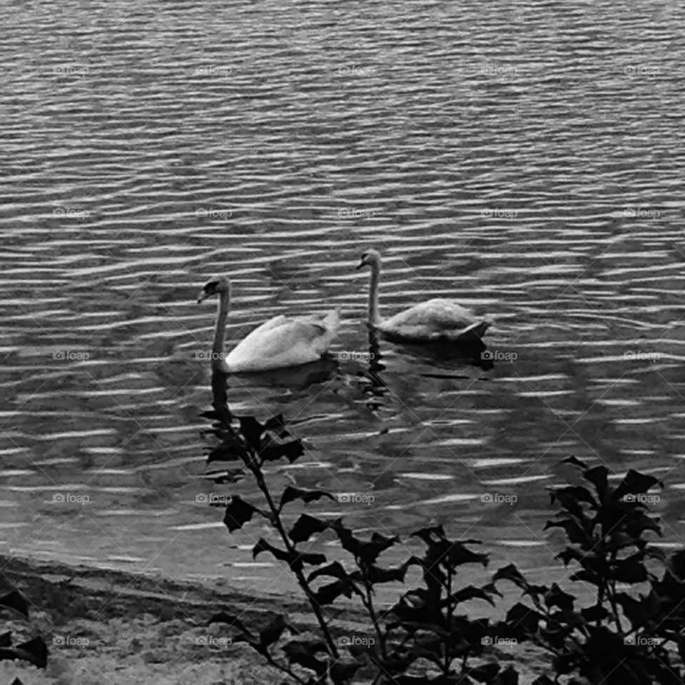 Two swans a swimming