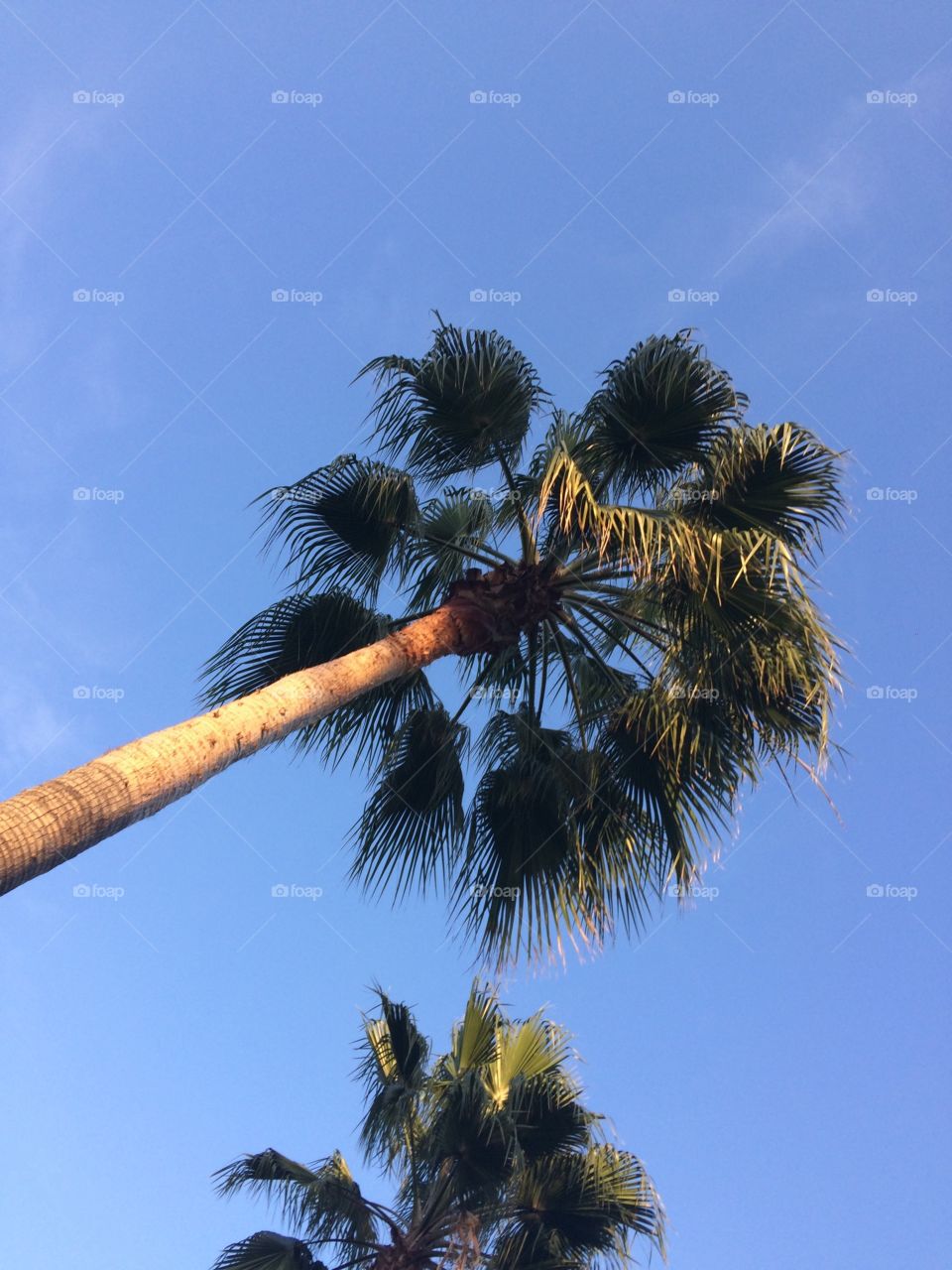 Palm tree in California.