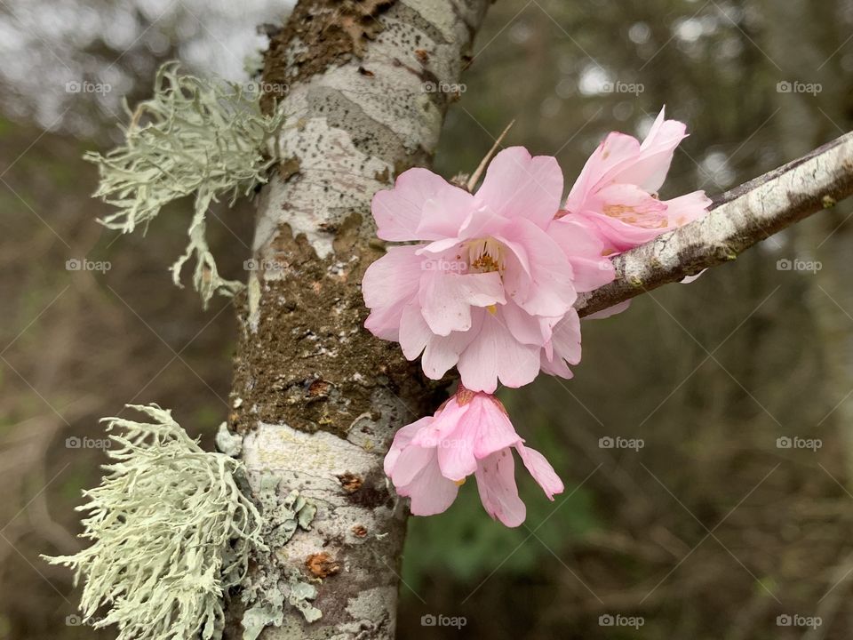 Spring in the Pacific Northwest 