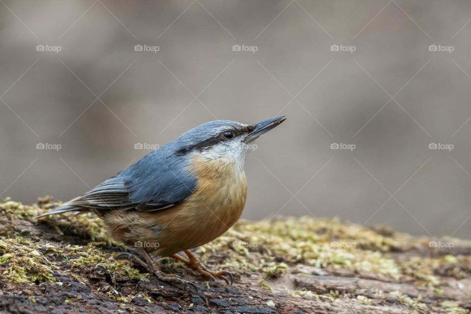 Nuthatch close-up portrait in a forest