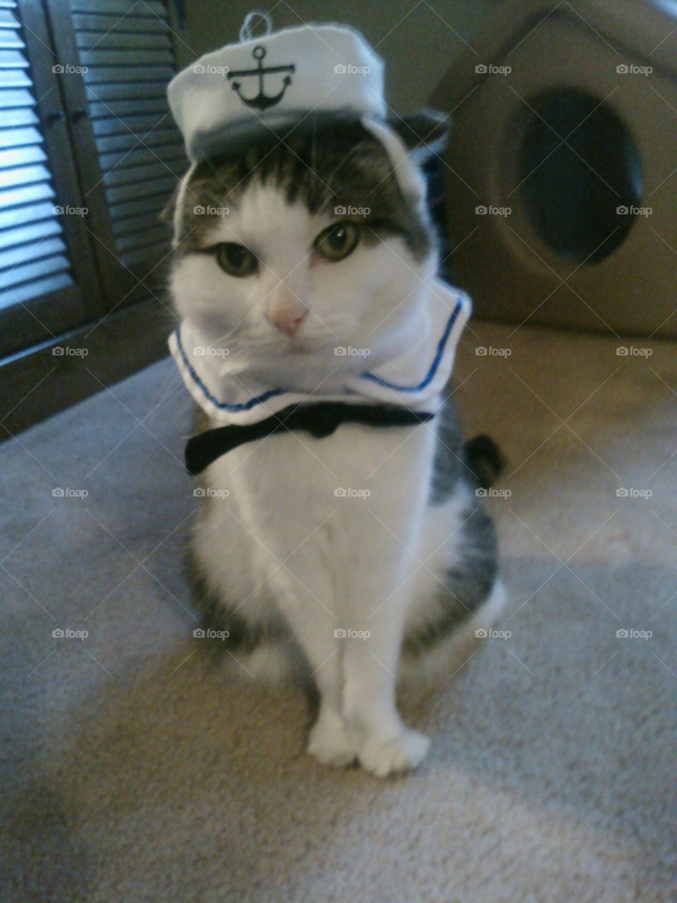 My cat Josephine as a sailor