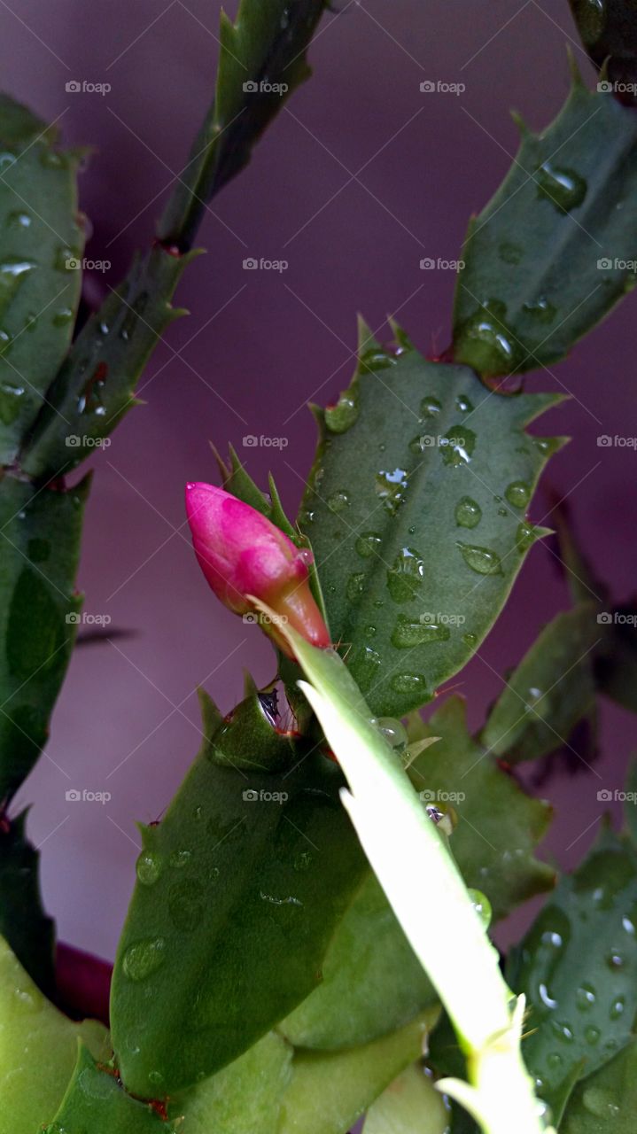 Close-up of pink bud on cactus plant