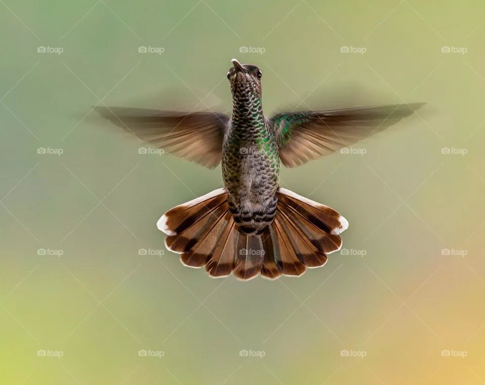 Hummingbird