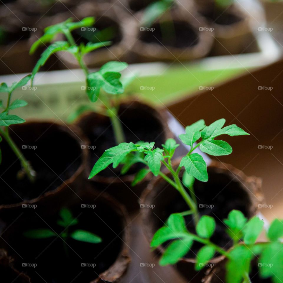 fresh leaves of indigo tomato plants