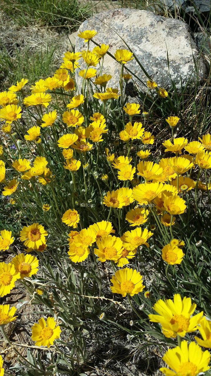 Wildflowers