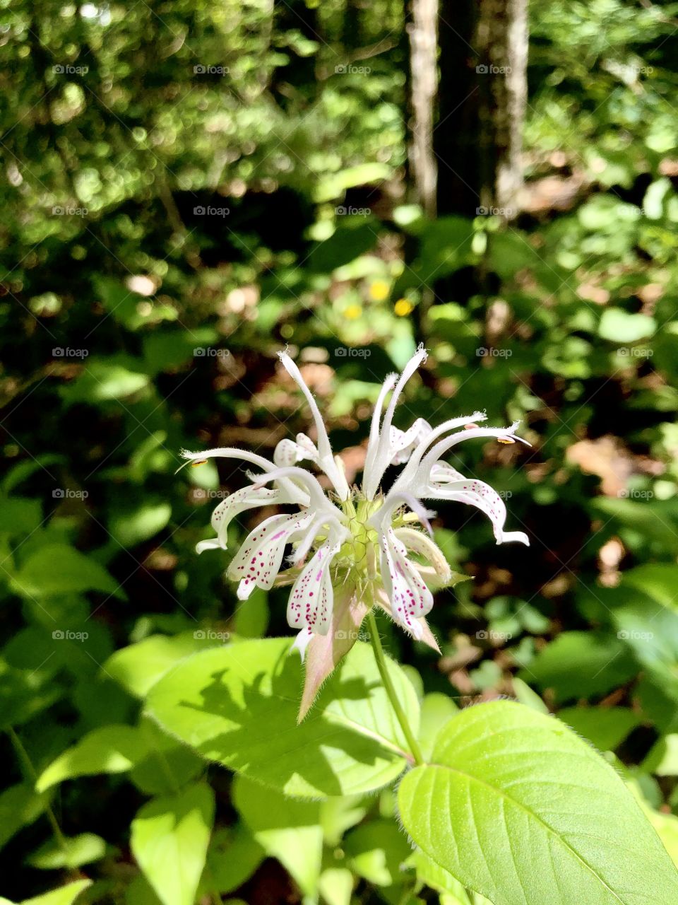 Morning sunshine on wildflower 