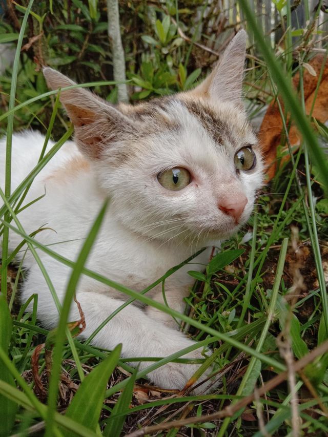 Cats have adorable behavior which makes this animal liked by many people.