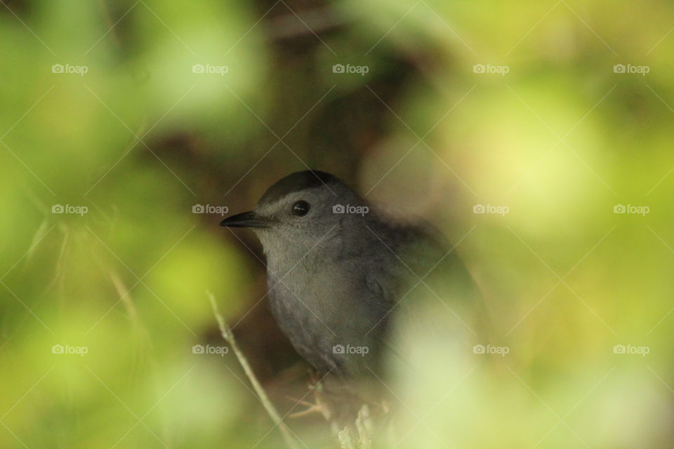 Small Bird Seen Hiding In Bush 
