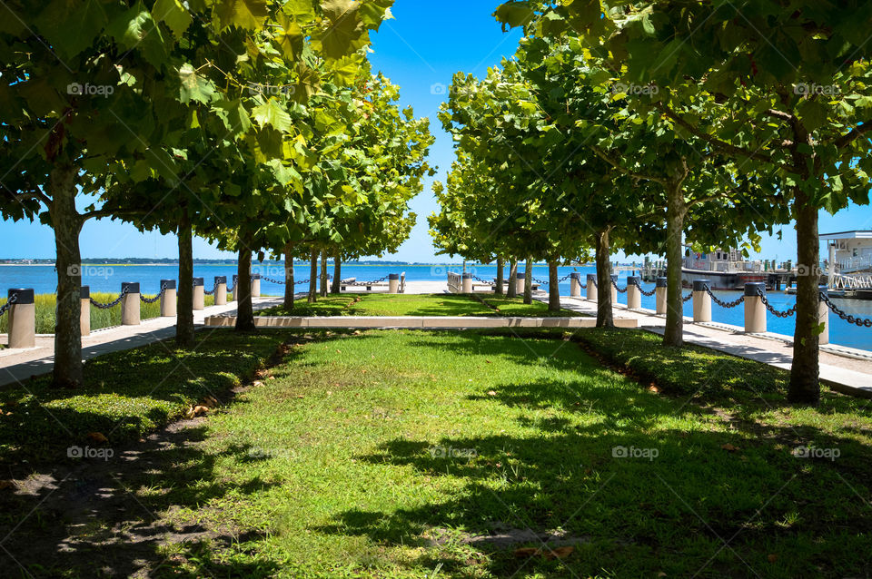 Two symmetrical rows of trees leading to a body of water at a harbor