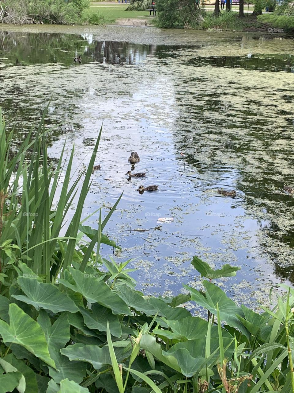 I went to a park and saw these adorable ducks! I love seeing animals at the park.