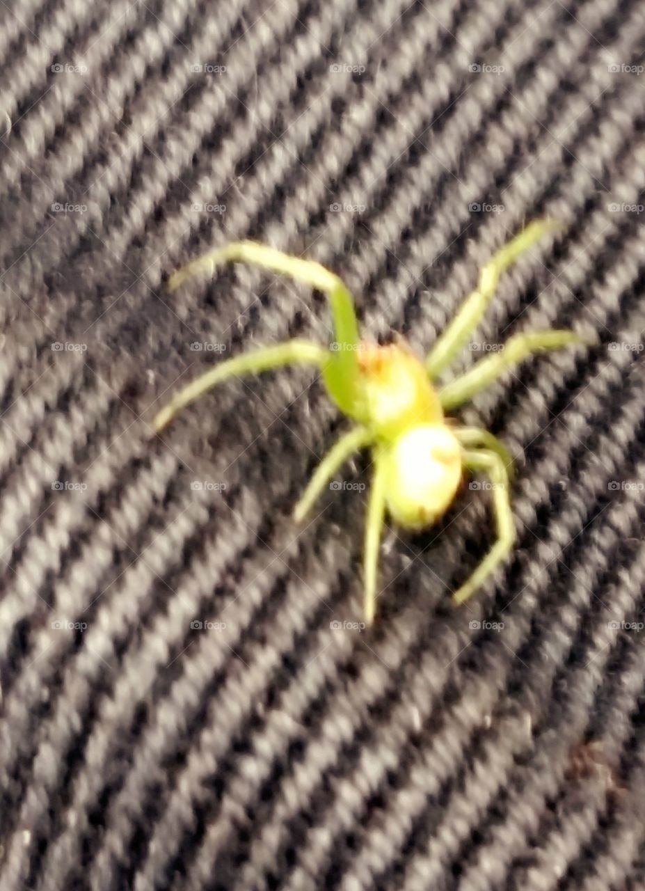 green spider walk away