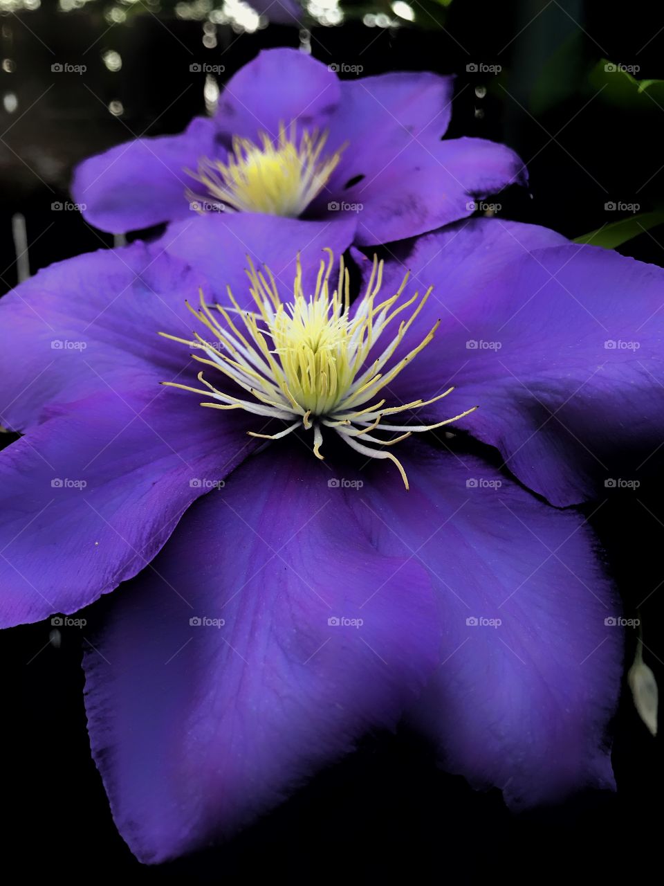 Clematis flower