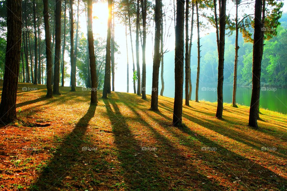 The sun was shining in the morning through the pine forest.  Causing the light and shadow to look very beautiful. Beautiful nature in the morning.